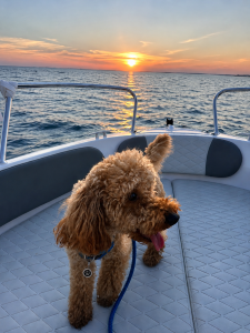 CANE IN BARCA A NOLEGGIO